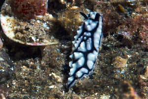 Phyllidia pustulosa/Photographed with a Canon 60 mm macro... by Laurie Slawson 